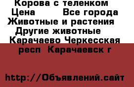 Корова с теленком › Цена ­ 69 - Все города Животные и растения » Другие животные   . Карачаево-Черкесская респ.,Карачаевск г.